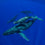 Book - Secrets Of The Whales Book, Signed By Author Brian Skerry