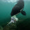 Book - Secrets Of The Whales Book, Signed By Author Brian Skerry